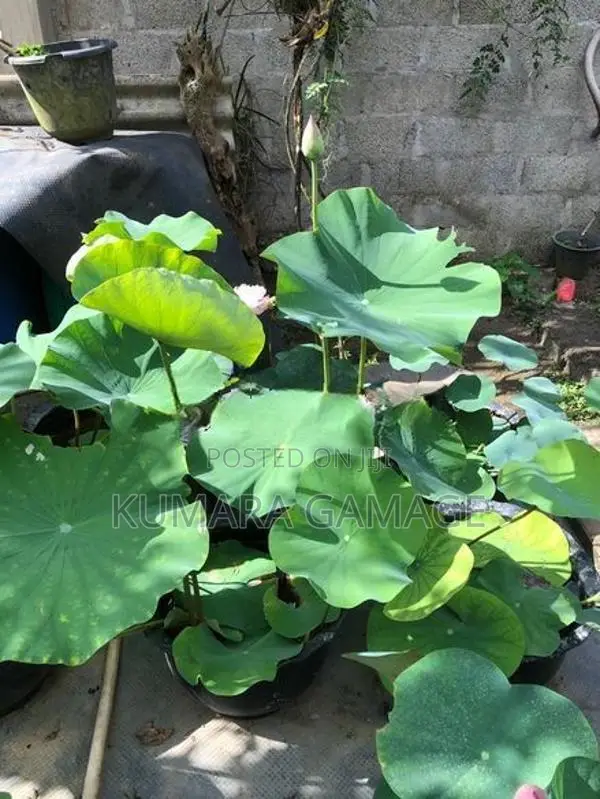මල් සහිත නෙලුම් පදුරු