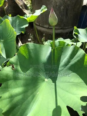 මල් සහිත නෙලුම් පදුරු