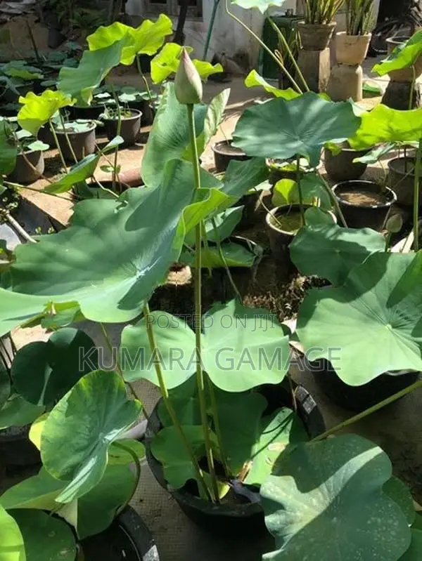 මල් සහිත නෙලුම් පදුරු