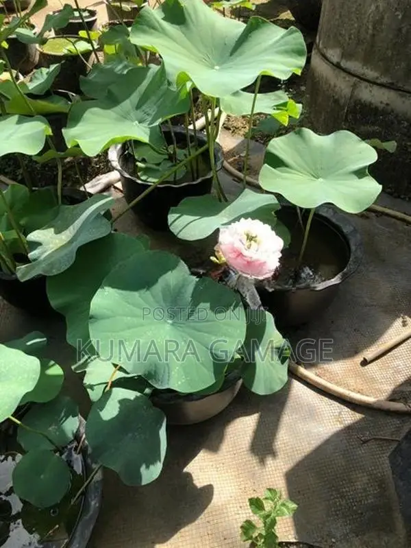 මල් සහිත නෙලුම් පදුරු