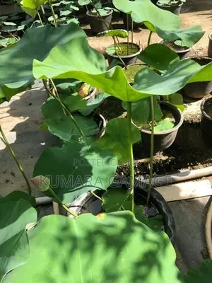 මල් සහිත නෙලුම් පදුරු