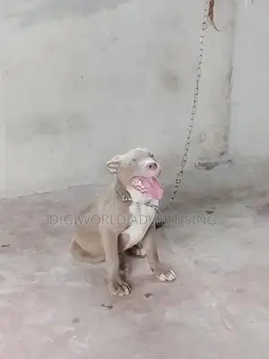 American Bully XI Puppies