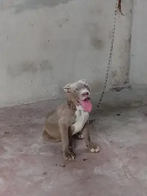 American Bully XI Puppies