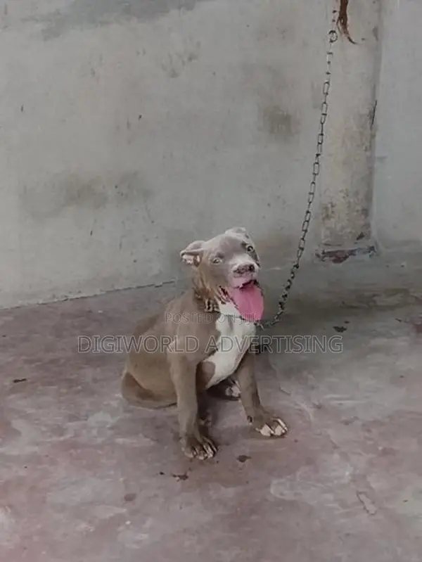 American Bully XI Puppies