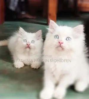 Persian Kitten