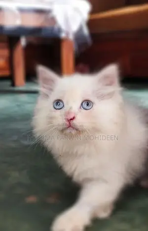 Persian Kitten