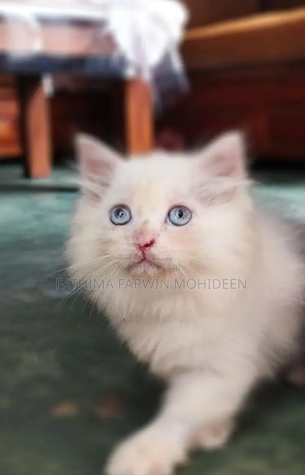 Persian Kitten