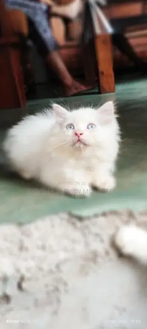 Persian Kitten
