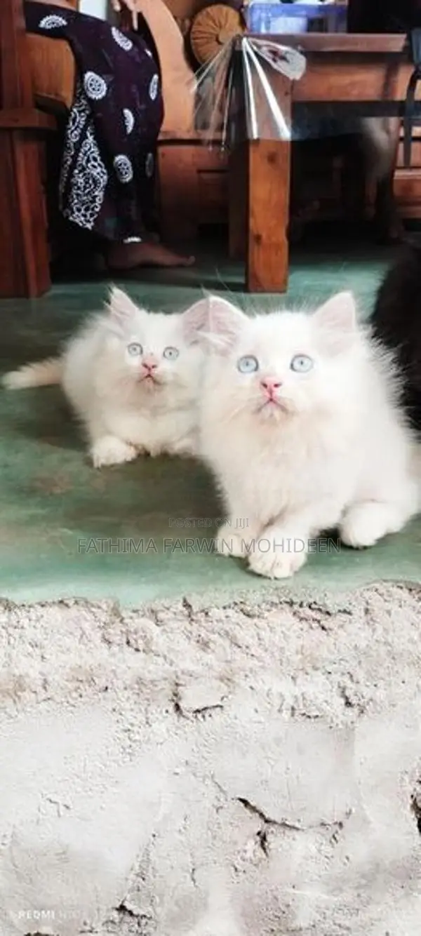 Persian Kitten