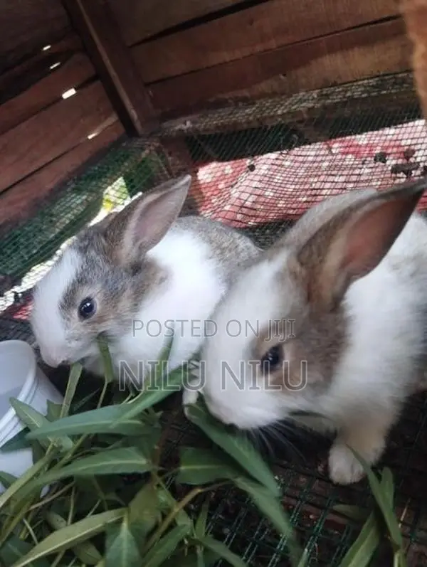 Rabbit