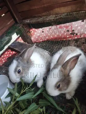 Rabbit