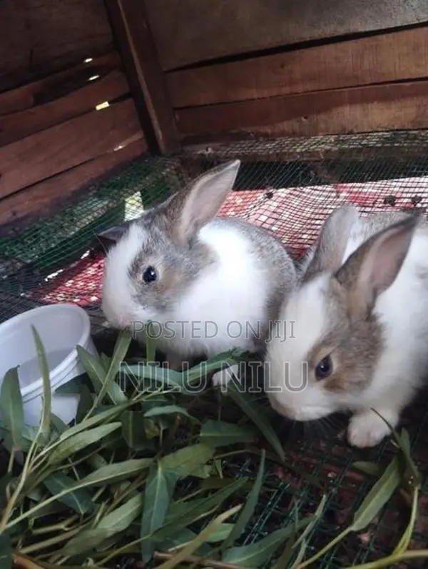Rabbit