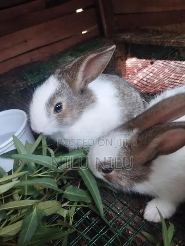 Rabbit