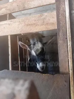 Alpine Goat