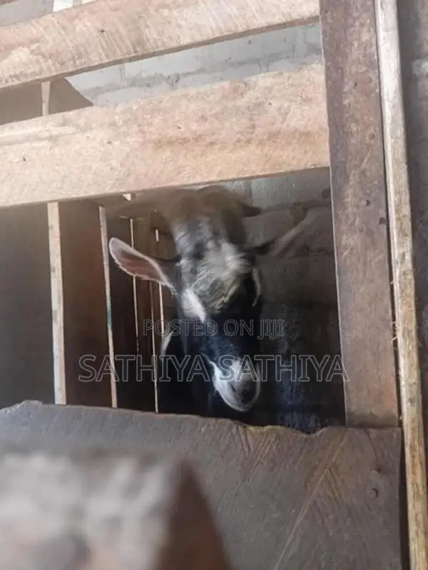 Alpine Goat