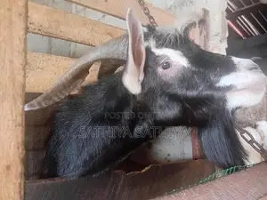 Alpine Goat