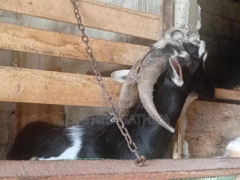 Alpine Goat