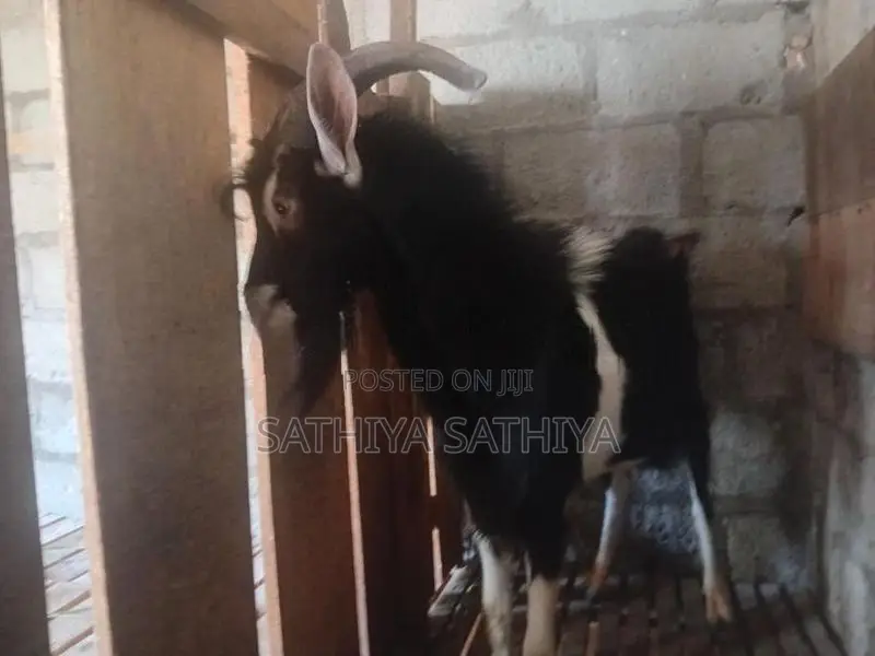 Alpine Goat