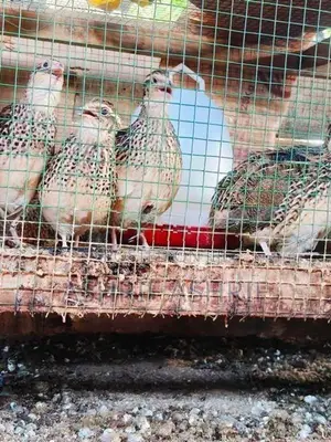 Quail Chicks