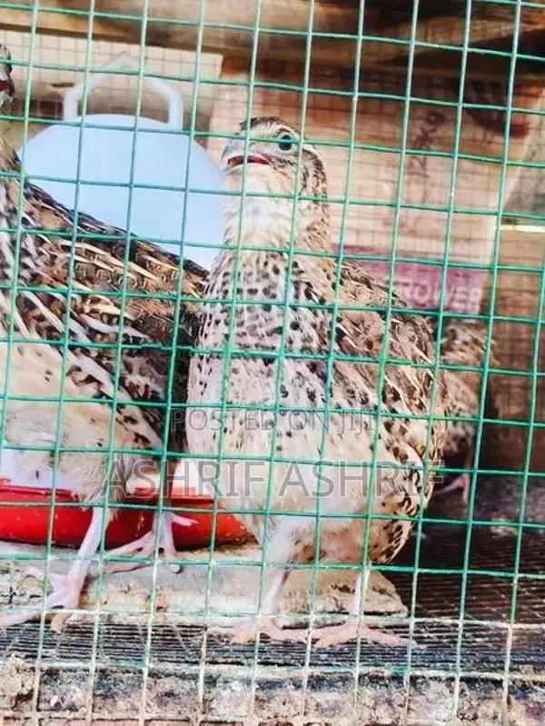 Quail Chicks