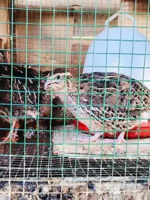 Quail Chicks