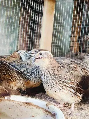 Quail Chicks