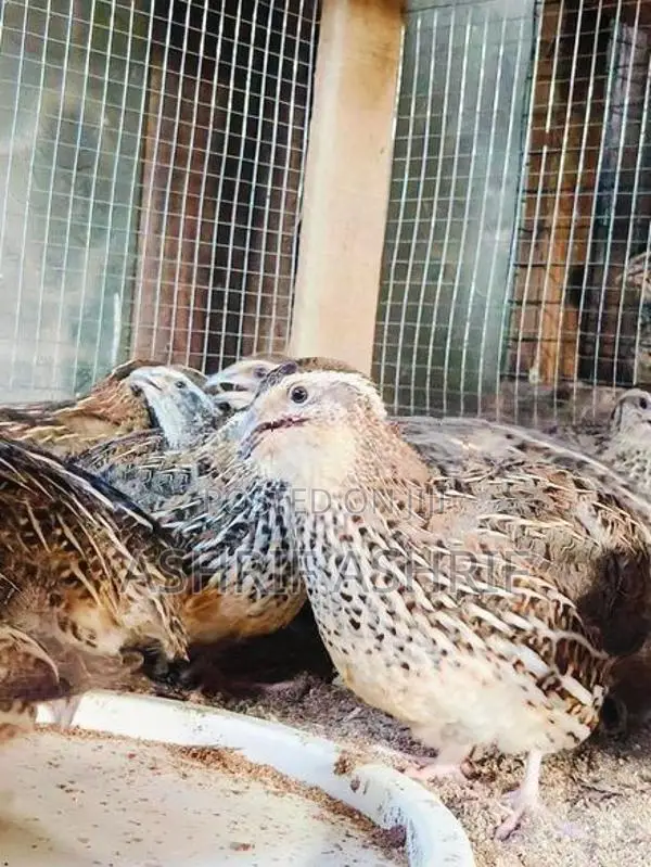 Quail Chicks