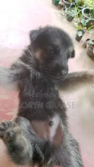 Baby Shepherds