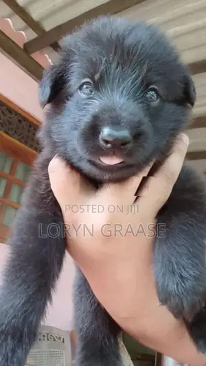 Baby Shepherds