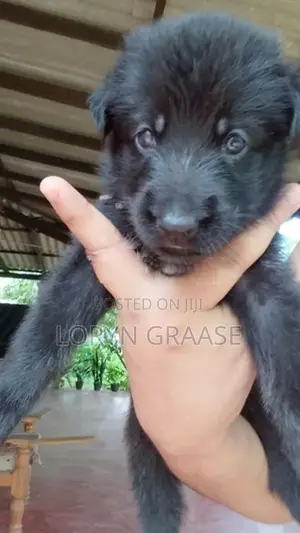 Baby Shepherds
