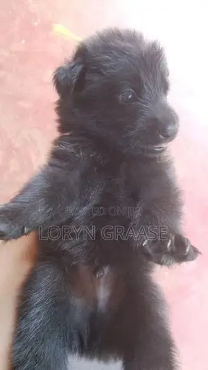 Shepherd Puppies