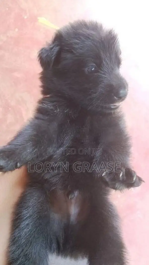 Shepherd Puppies