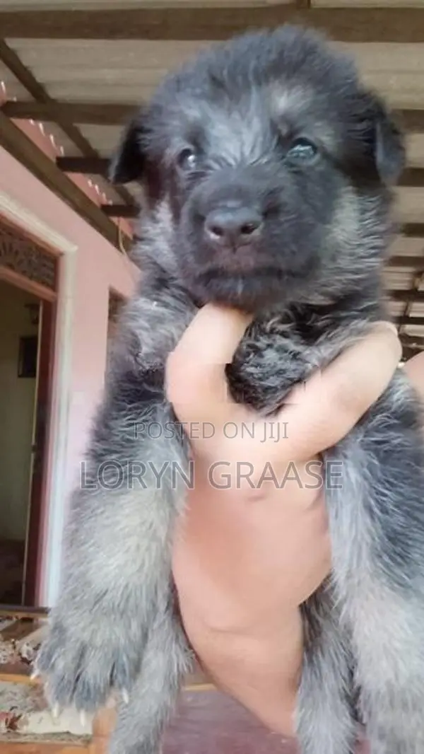 Shepherd Puppies