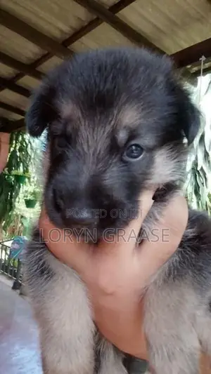 Shepherd Puppies