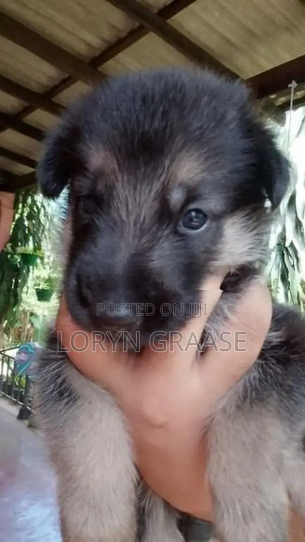 Shepherd Puppies