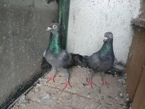 Pigeon