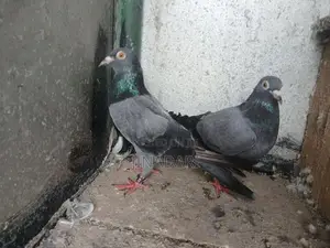 Pigeon