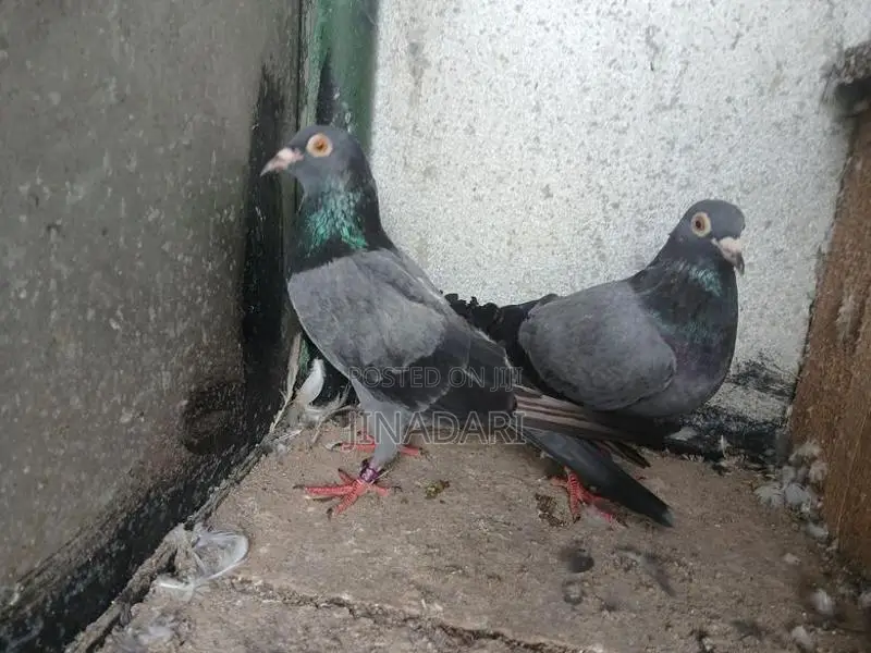 Pigeon