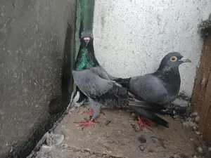 Pigeon