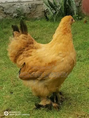 Brahma Joduwak