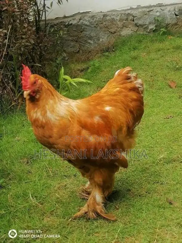 Brahma Joduwak