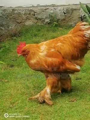 Brahma Joduwak