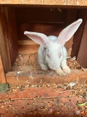 Rabbit