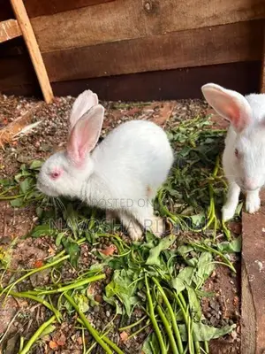 Rabbit