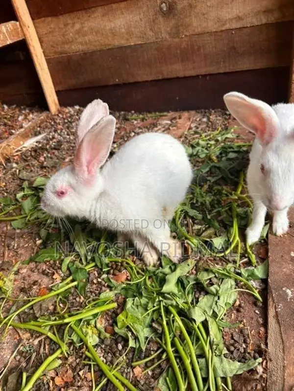 Rabbit