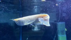 Albino Arowana 12 Inch