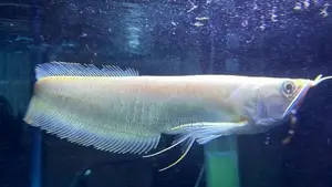 Albino Arowana 12 Inch