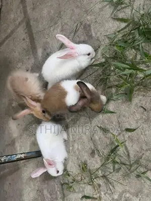 Rabbits
