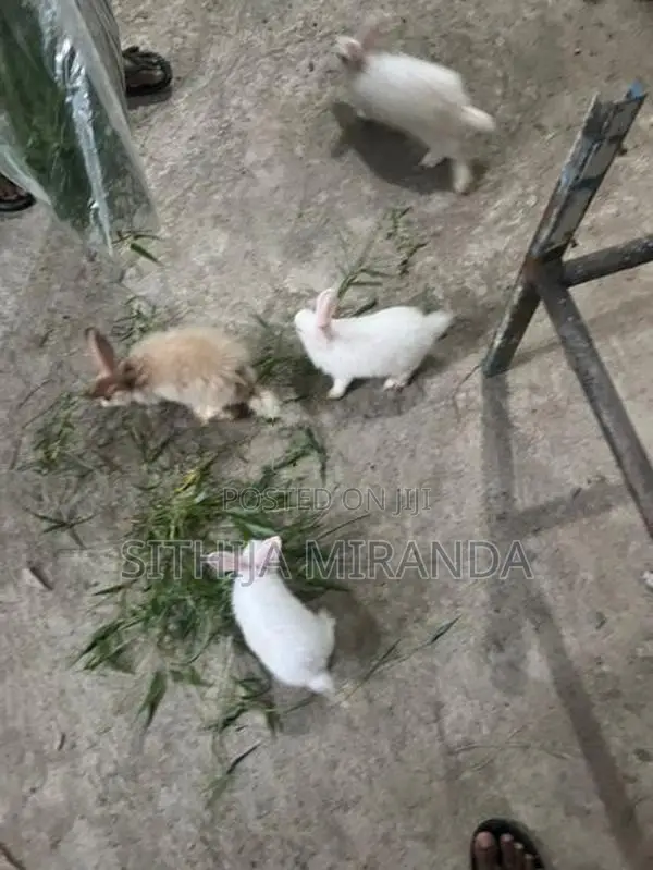 Rabbits