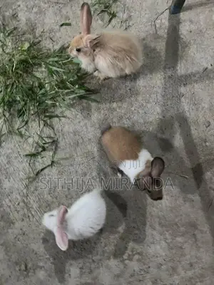 Rabbits